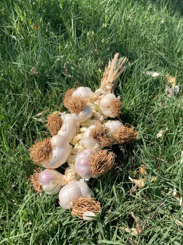Beyaz Altın Taşköprü Sarımsağı 1kg