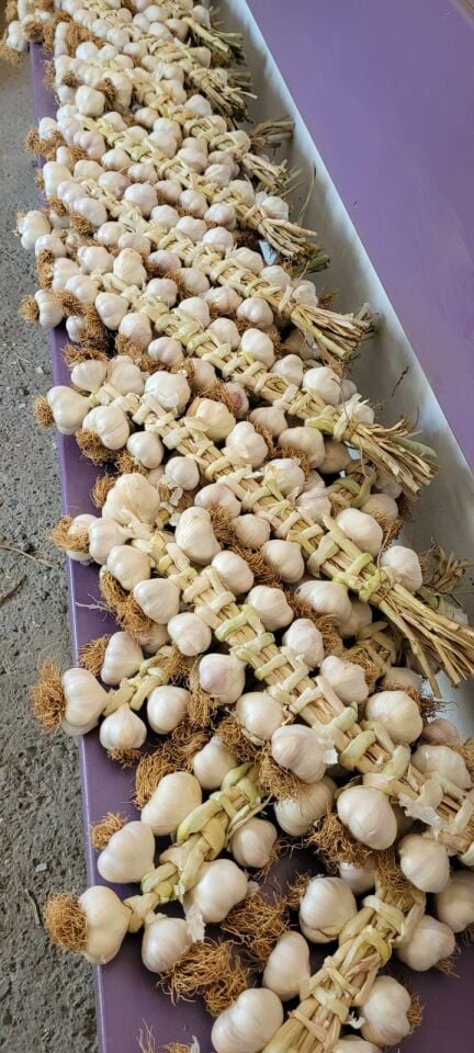 Taşköprü Sarımsağı Örgülü 1 kg
