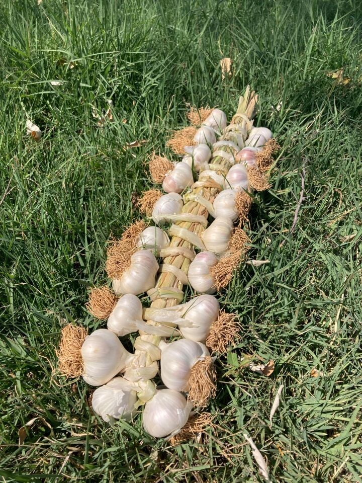 Taşköprü Sarımsağı Örgülü 1 kg