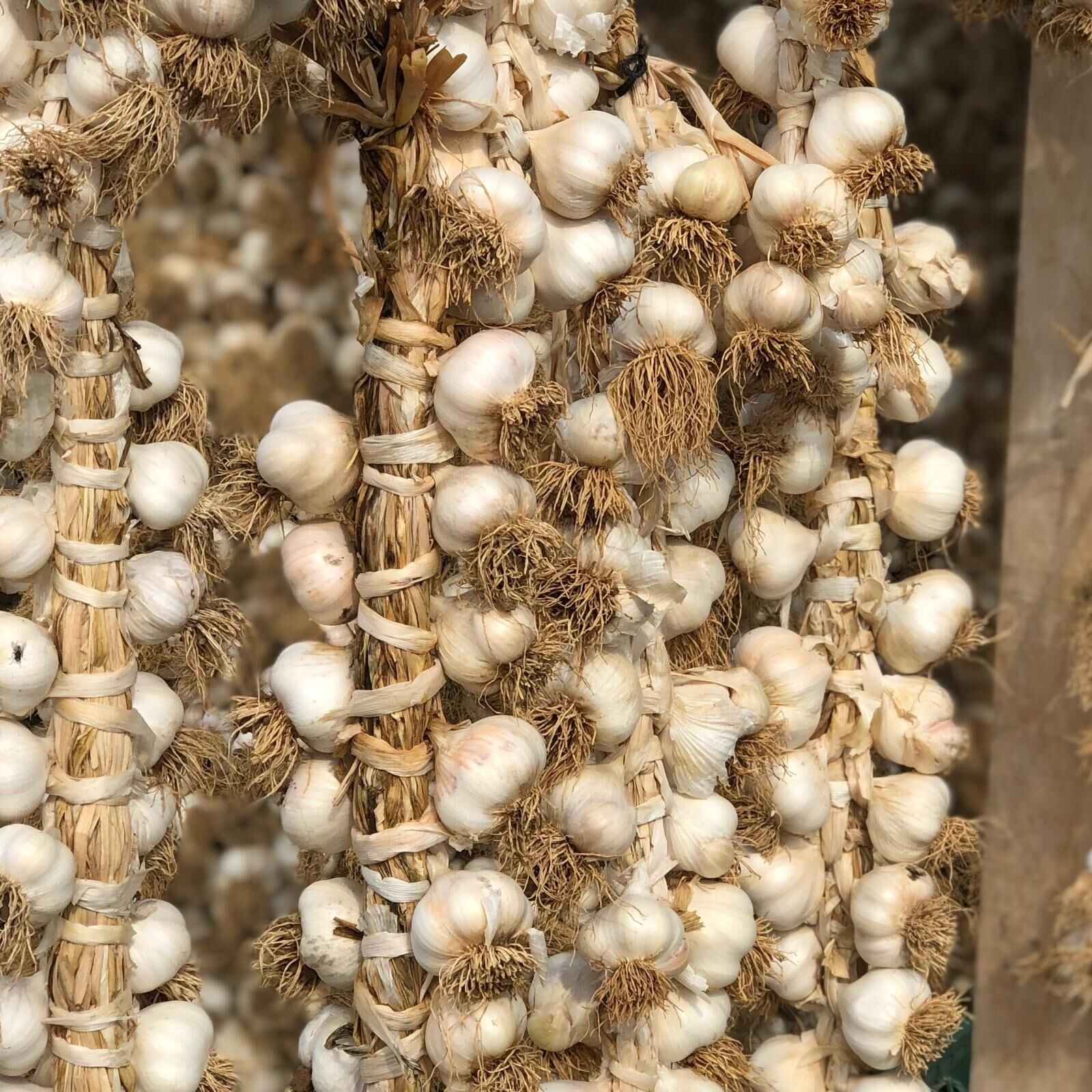 Taşköprü Sarımsağı Örgülü 1 kg
